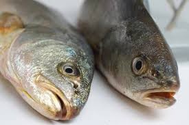 Corvina Medallon Kg