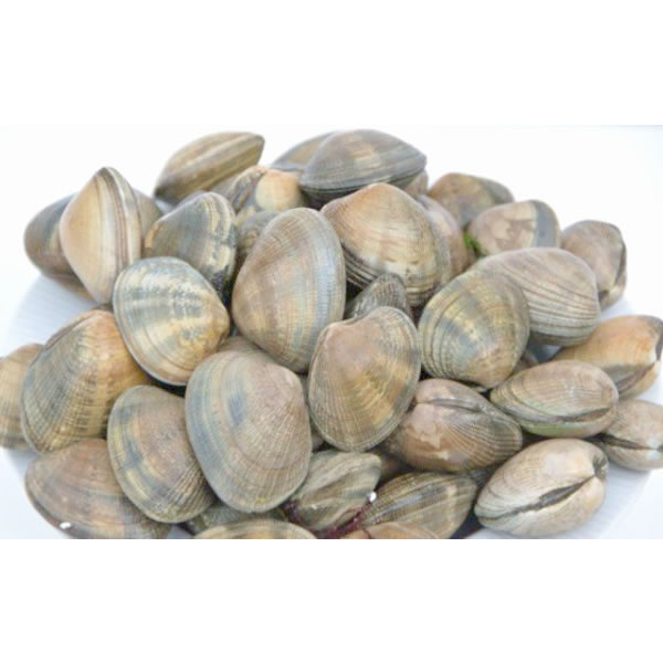 Almejas Frescas Kg