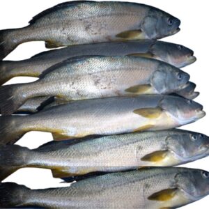 Corvina fresca medallon Kg